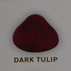dark tulip