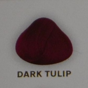 dark tulip