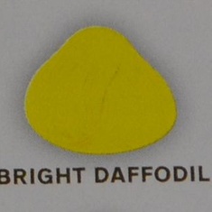 bright daffodil 